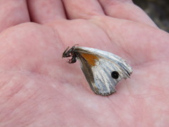 Argyrophorus argenteus