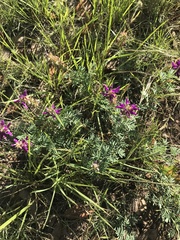 Dalea lasiathera