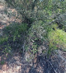 Asparagus racemosus