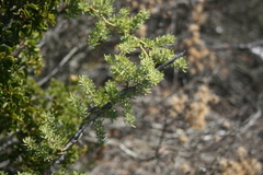 Asparagus racemosus
