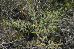 Asparagus racemosus