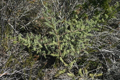 Asparagus racemosus