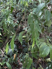 Olyra latifolia