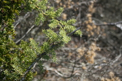 Asparagus racemosus