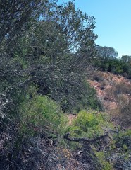 Asparagus racemosus