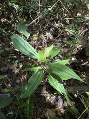 Miconia laevigata