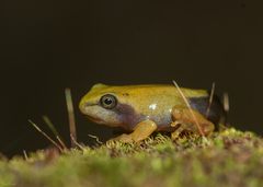 Moltrecht's Treefrog photo 5