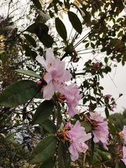 Rhododendron latoucheae