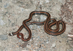 Sinomicrurus sauteri