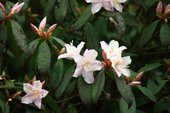 Rhododendron latoucheae