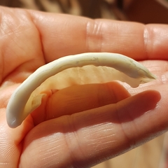 Galeodea echinophora