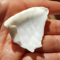 Galeodea echinophora