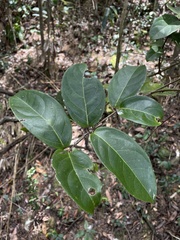 Heteropterys laurifolia