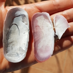 Solecurtus strigilatus