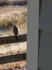 Accipiter cooperii