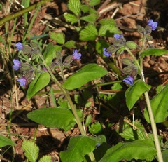 Pulmonaria australis