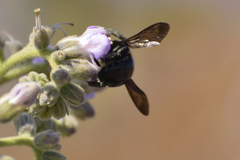 Xylocopa
