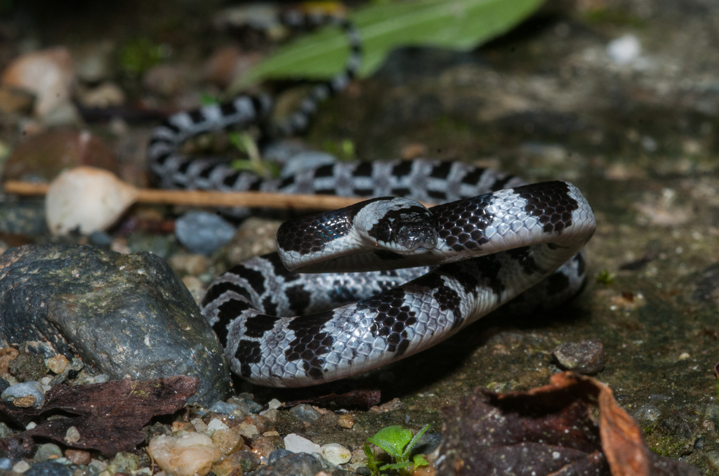 Formosa Wolf Snake
