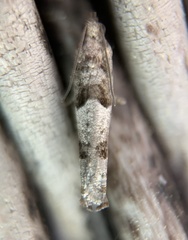 Pseudexentera vaccinii