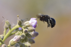 Xylocopa
