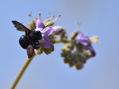 Xylocopa