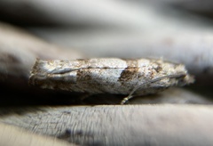 Pseudexentera vaccinii