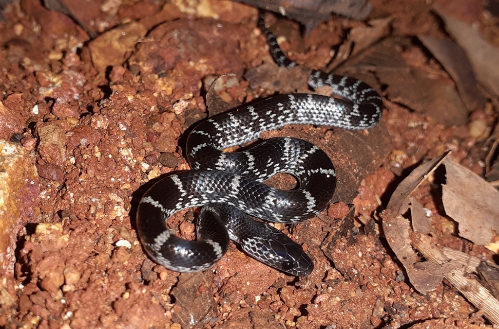 Travancore Wolf Snake from Kerala 671314, India on May 14, 2021 at 09