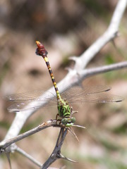 Paragomphus elpidius