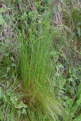 Festuca heterophylla