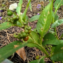 Solanum corymbosum