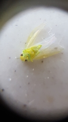 Cicadellidae