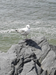 Larus