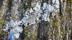 Physconia leucoleiptes