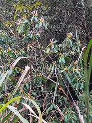 Rhododendron latoucheae