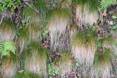 Festuca heterophylla
