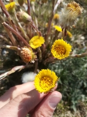 Tussilago farfara