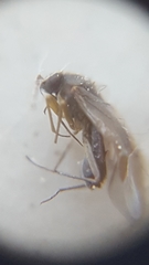 Miridae