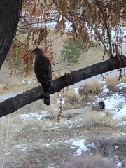 Accipiter cooperii