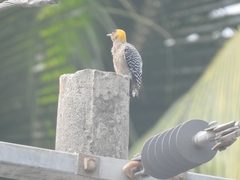 Melanerpes chrysogenys