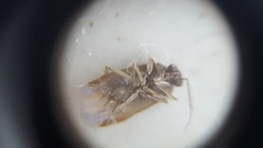 Miridae