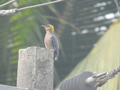 Melanerpes chrysogenys