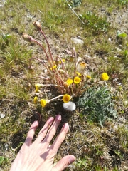 Tussilago farfara