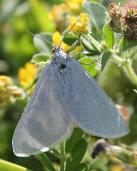 Lithostege duponcheli