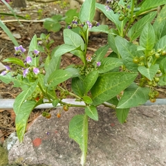 Solanum corymbosum