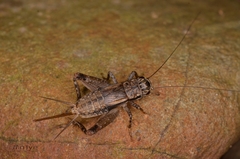 Loxoblemmus appendicularis