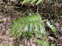 Goniopteris tetragona