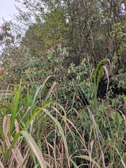 Rhododendron latoucheae