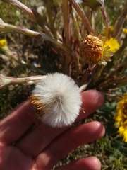 Tussilago farfara