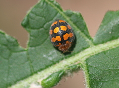 Chnootriba hirta