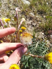 Tussilago farfara